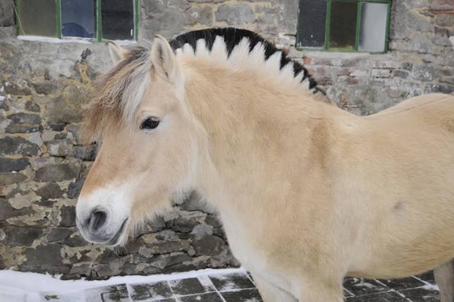 Fjord Horses have some incredible manes